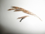 Claviceps purpurea image