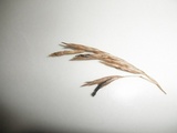 Claviceps purpurea image