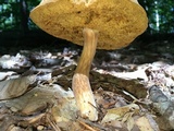 Xanthoconium affine image