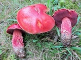 Butyriboletus frostii image