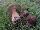 Tylopilus badiceps image