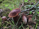 Tylopilus badiceps image