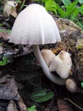 Coprinellus domesticus image