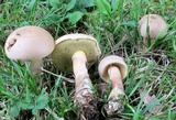 Caloboletus inedulis image