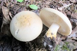 Russula ballouii image