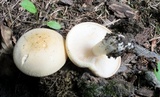 Russula ballouii image