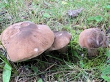 Tylopilus alboater image