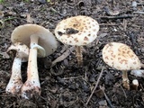 Amanita rubescens var. rubescens image
