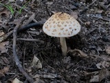 Amanita rubescens var. rubescens image