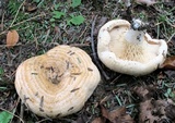 Lactarius psammicola f. glaber image