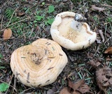 Lactarius psammicola image