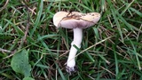 Stropharia coronilla image