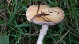 Stropharia coronilla image