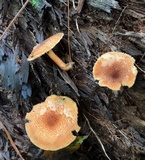 Tricholomopsis formosa image