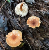 Tricholomopsis formosa image