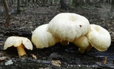 Pleurotus dryinus image