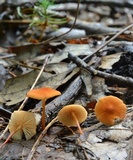 Marasmius sullivantii image