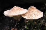 Cystolepiota fumosifolia image