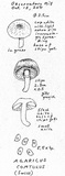 Agaricus comtulus image