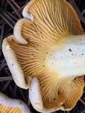 Cantharellus roseocanus image