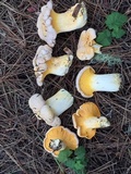Cantharellus roseocanus image