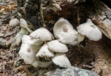 Leucocoprinus cepistipes image