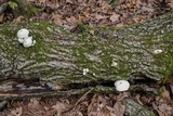 Leucocoprinus cepistipes image