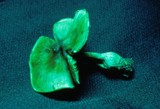 Cortinarius colymbadinus image