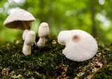Leucocoprinus cepistipes image