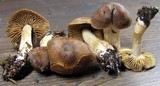 Cortinarius colymbadinus image