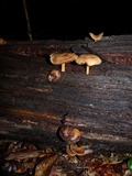 Callistosporium luteo-olivaceum image
