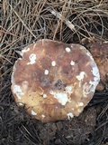 Russula brunneola image