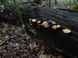 Callistosporium luteo-olivaceum image
