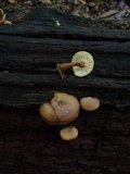 Callistosporium luteo-olivaceum image