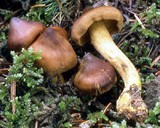 Cortinarius zinziberatus image
