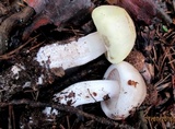 Tricholoma saponaceum image