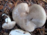 Tricholoma saponaceum image