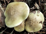 Tricholoma saponaceum image