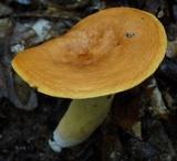 Lactarius volemus image