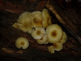 Chrysomphalina strombodes image