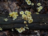 Chrysomphalina strombodes image