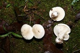 Clitopilus prunulus image