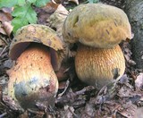 Boletus luridus image