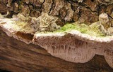 Coriolopsis gallica image
