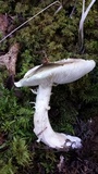 Tricholoma saponaceum image