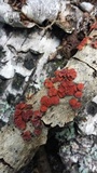 Peniophora rufa image