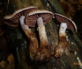 Cortinarius torvus image