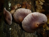 Cortinarius torvus image