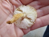 Limacella glischra image