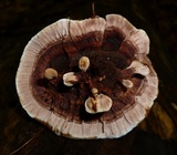 Hydnellum spongiosipes image